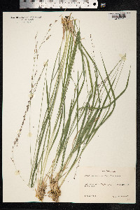 Molinia caerulea image
