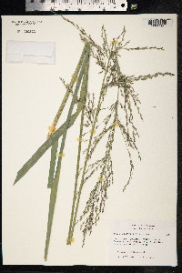 Molinia caerulea image