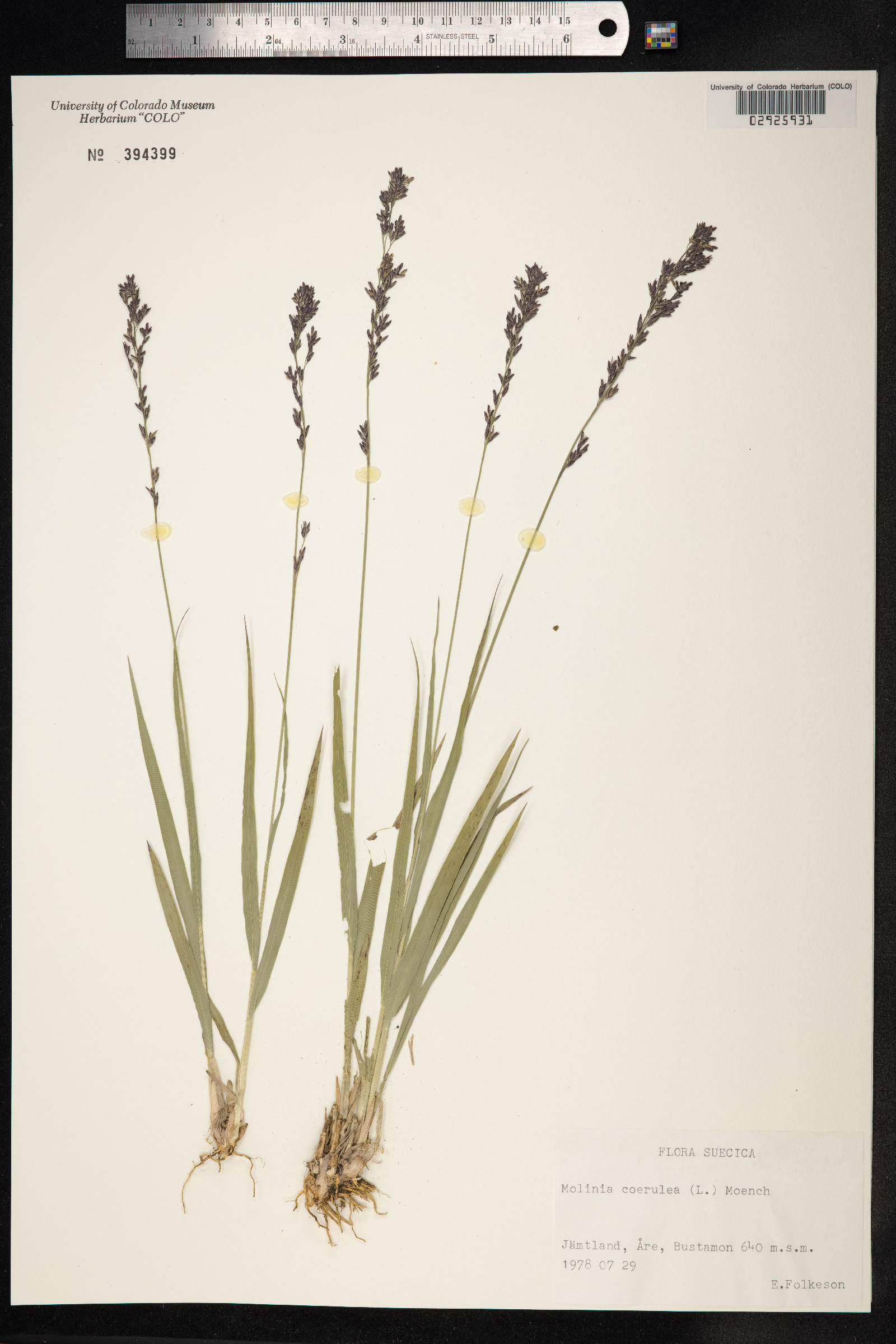 Molinia caerulea image