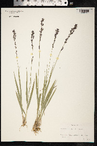 Molinia caerulea image