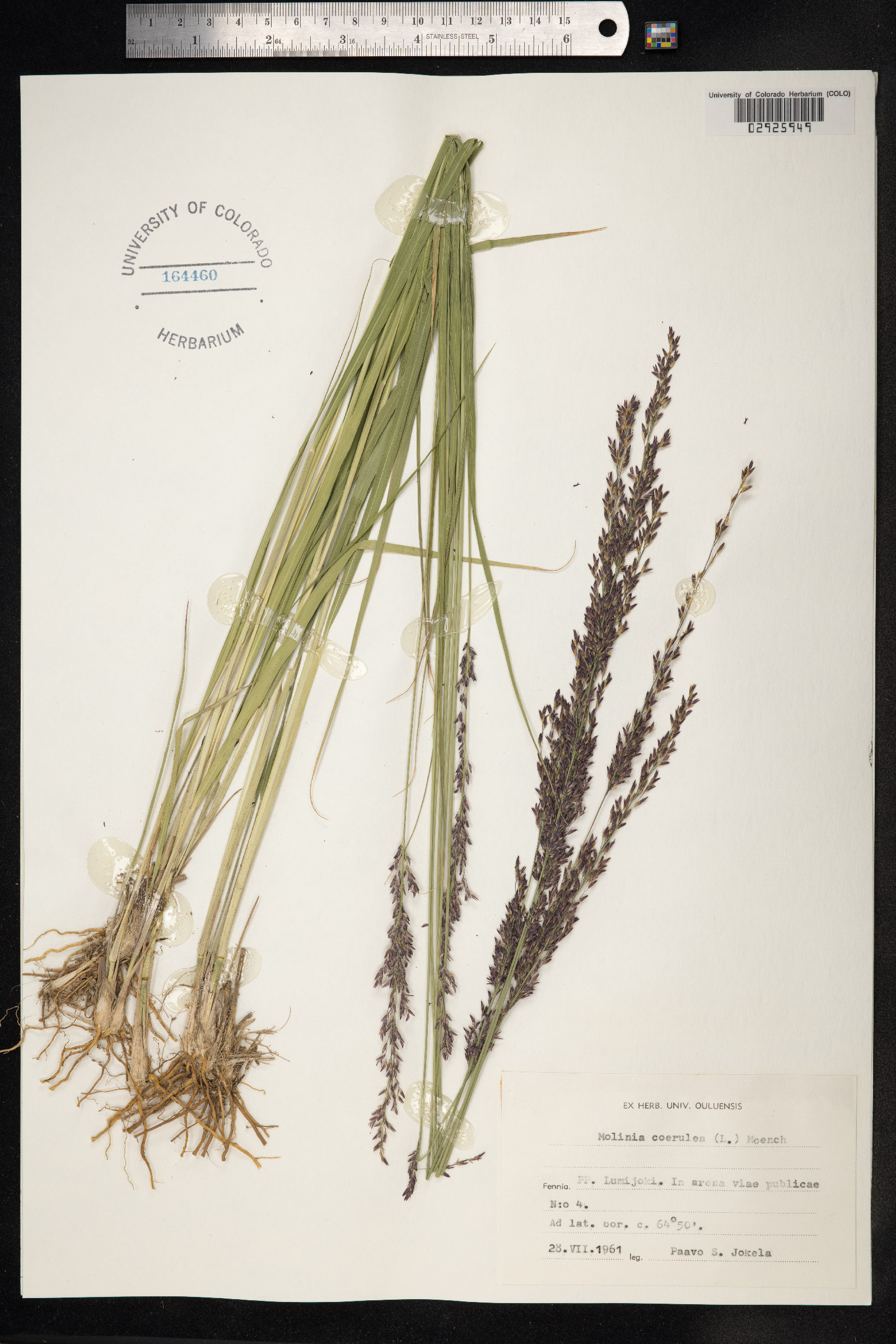 Molinia caerulea image