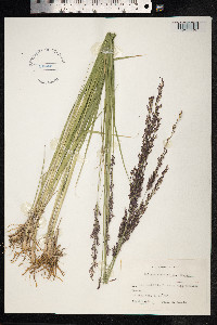 Molinia caerulea image