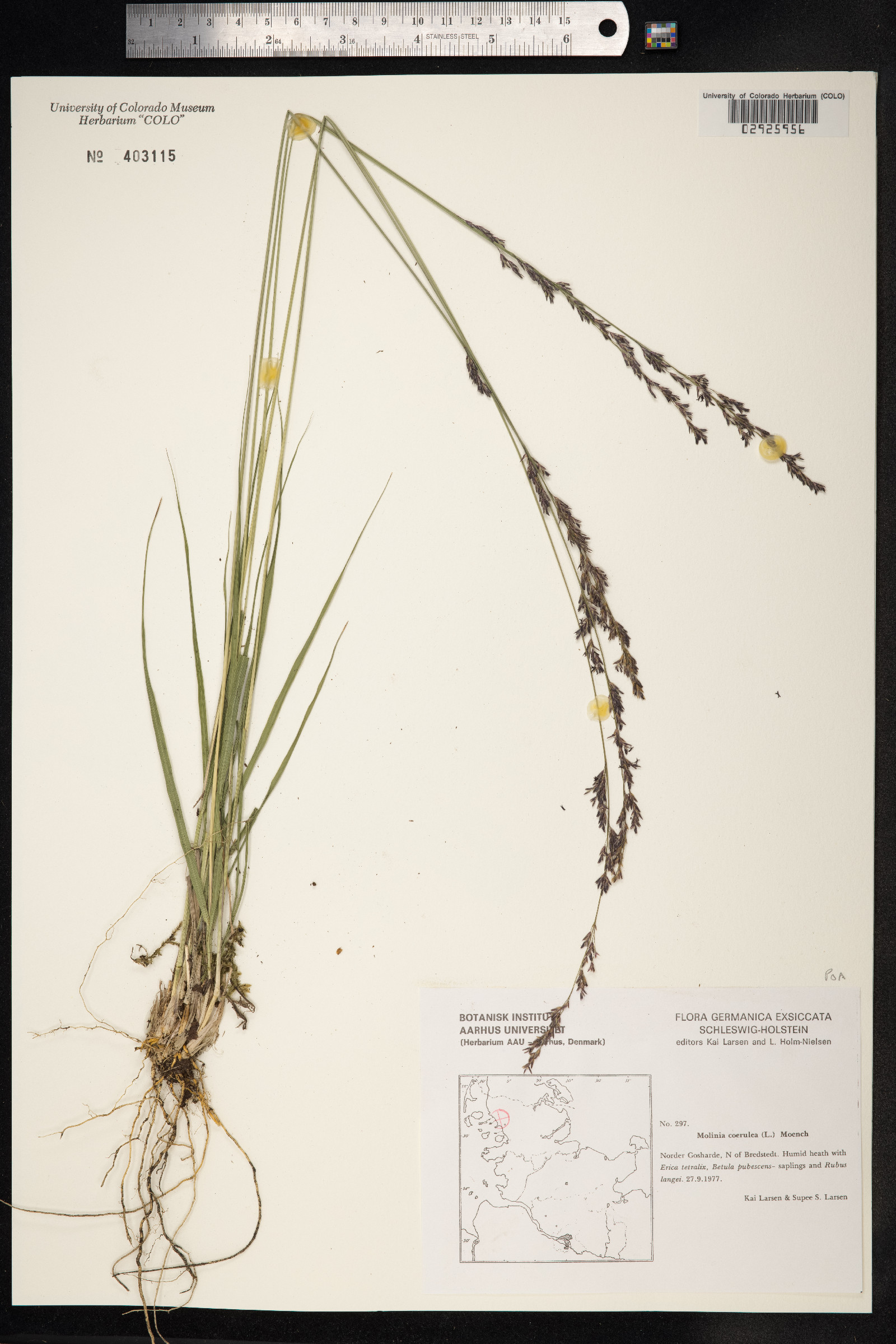 Molinia caerulea image