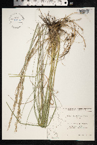 Molinia caerulea image