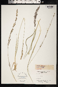 Molinia caerulea image