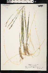 Molinia caerulea image