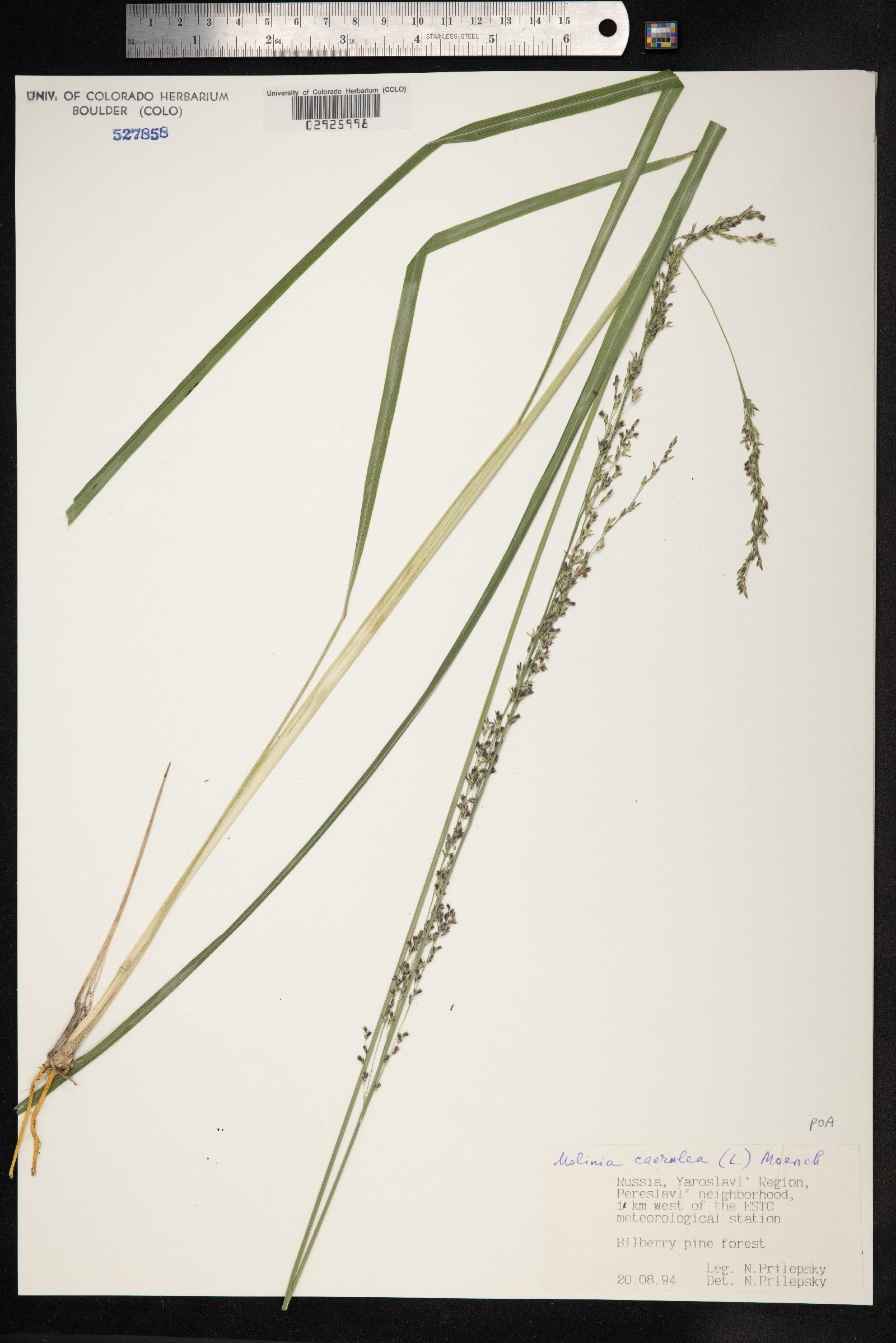 Molinia caerulea image