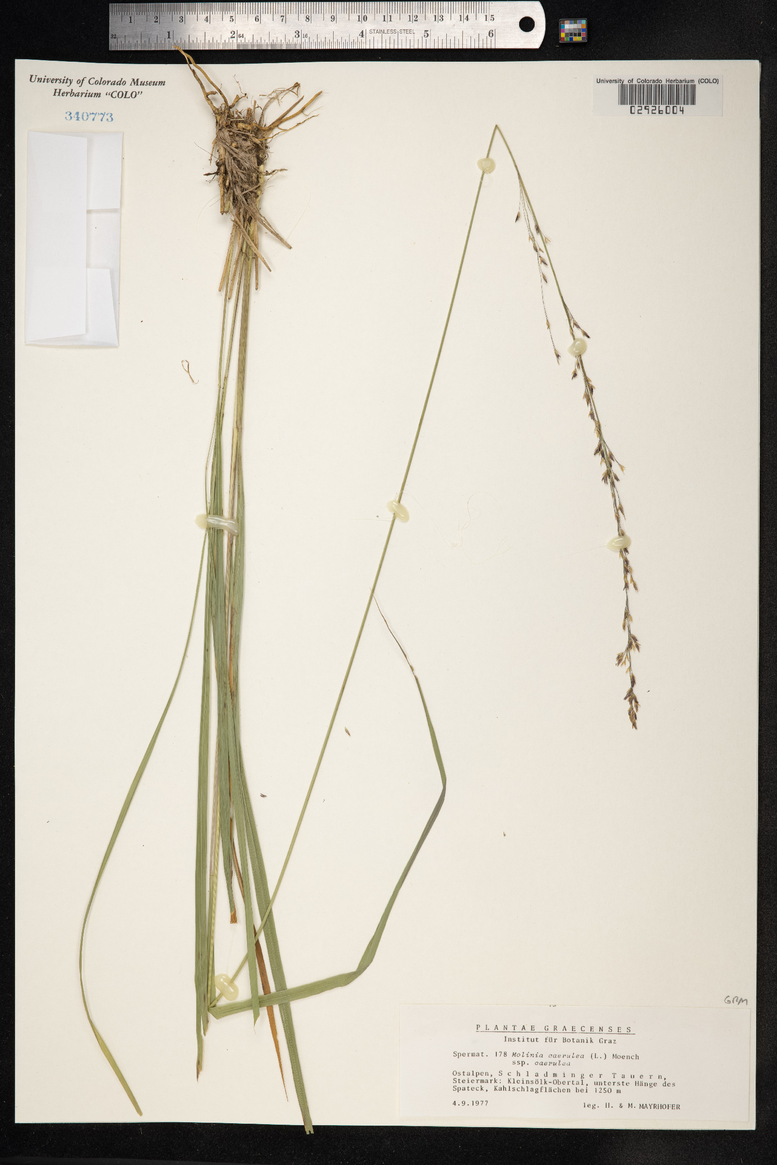 Molinia caerulea image