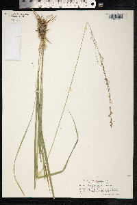 Molinia caerulea image