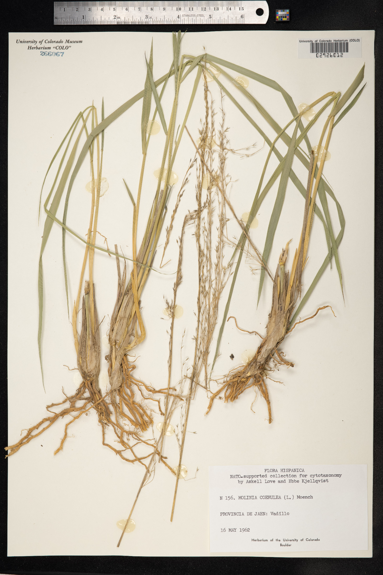 Molinia caerulea image