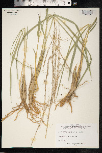 Molinia caerulea image