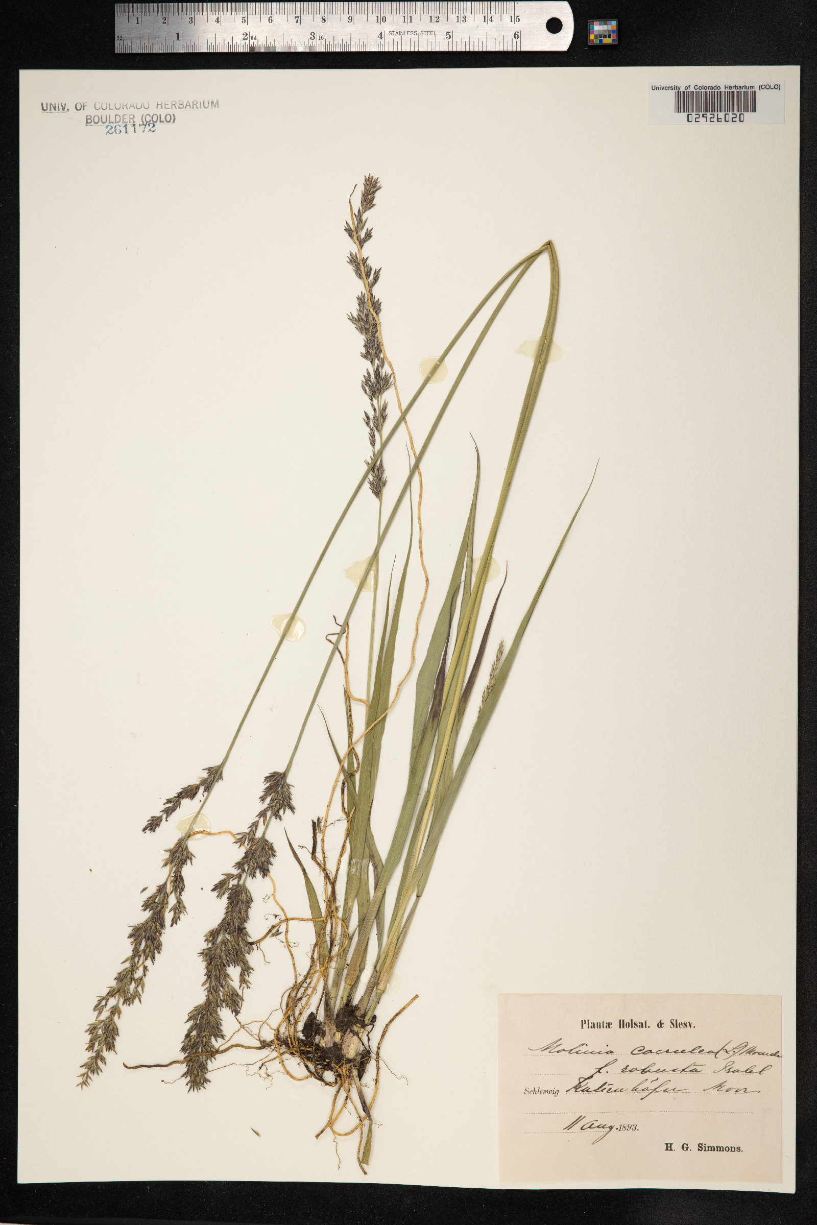 Molinia caerulea image