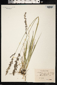 Molinia caerulea image