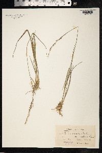 Molinia caerulea image