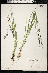 Molinia caerulea image