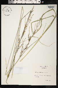 Molinia caerulea image