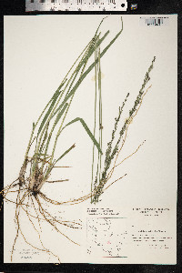 Molinia caerulea image