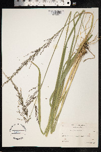 Molinia caerulea image