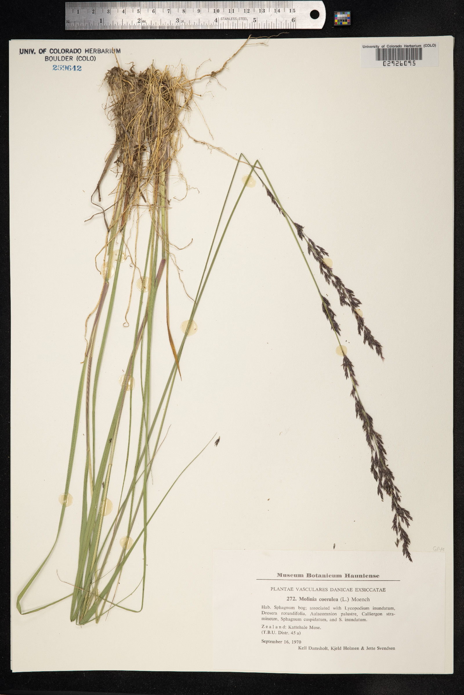 Molinia caerulea image