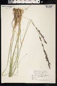 Molinia caerulea image