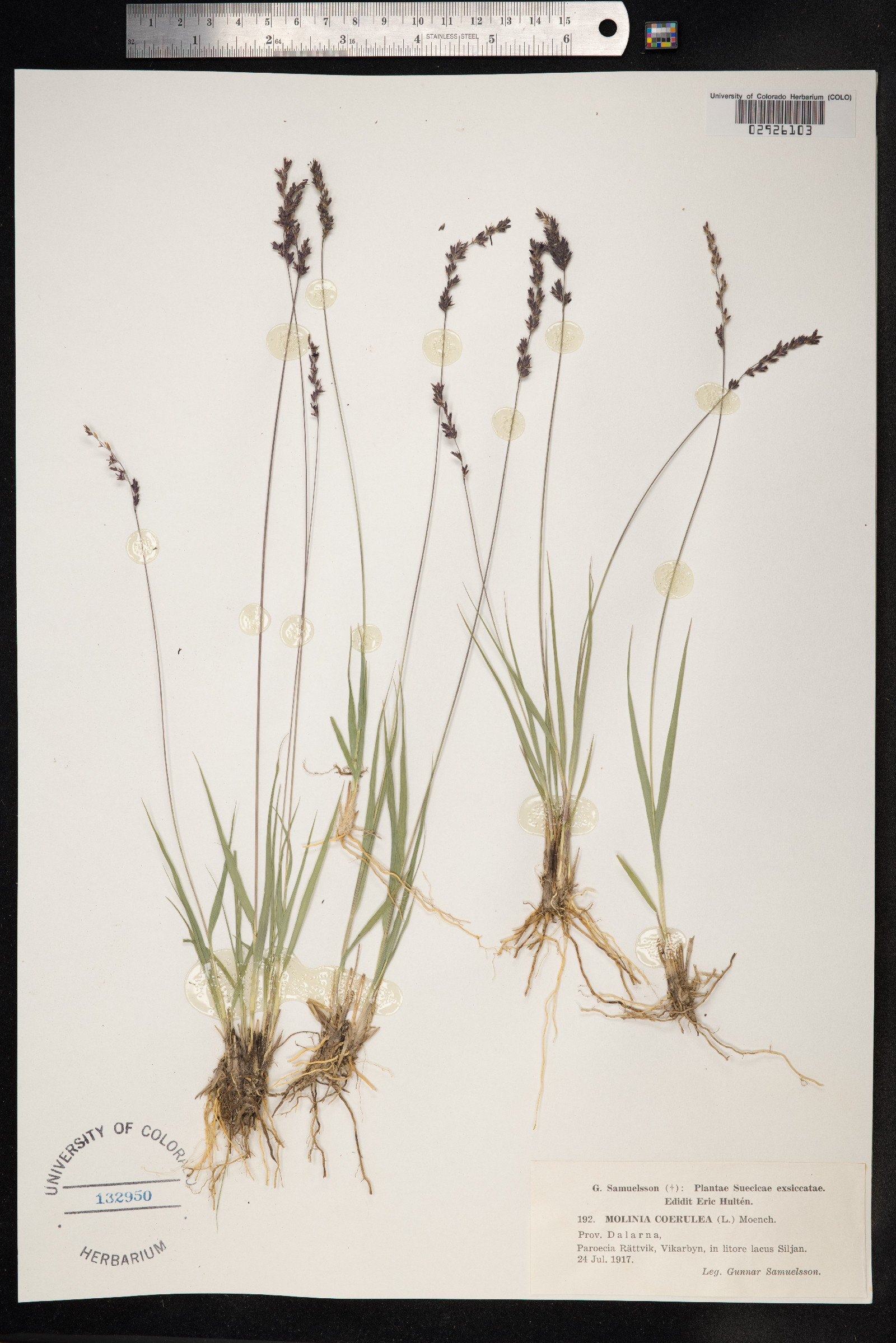 Molinia caerulea image