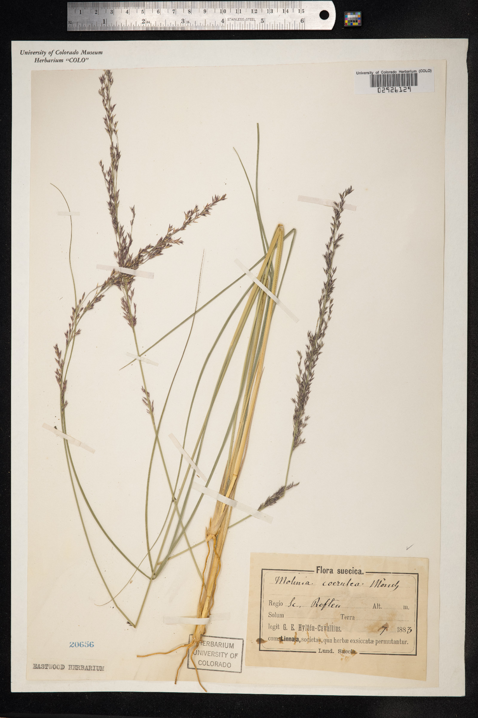 Molinia caerulea image