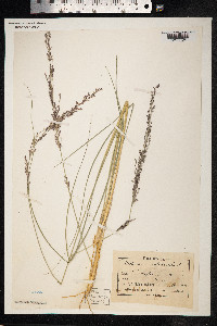 Molinia caerulea image