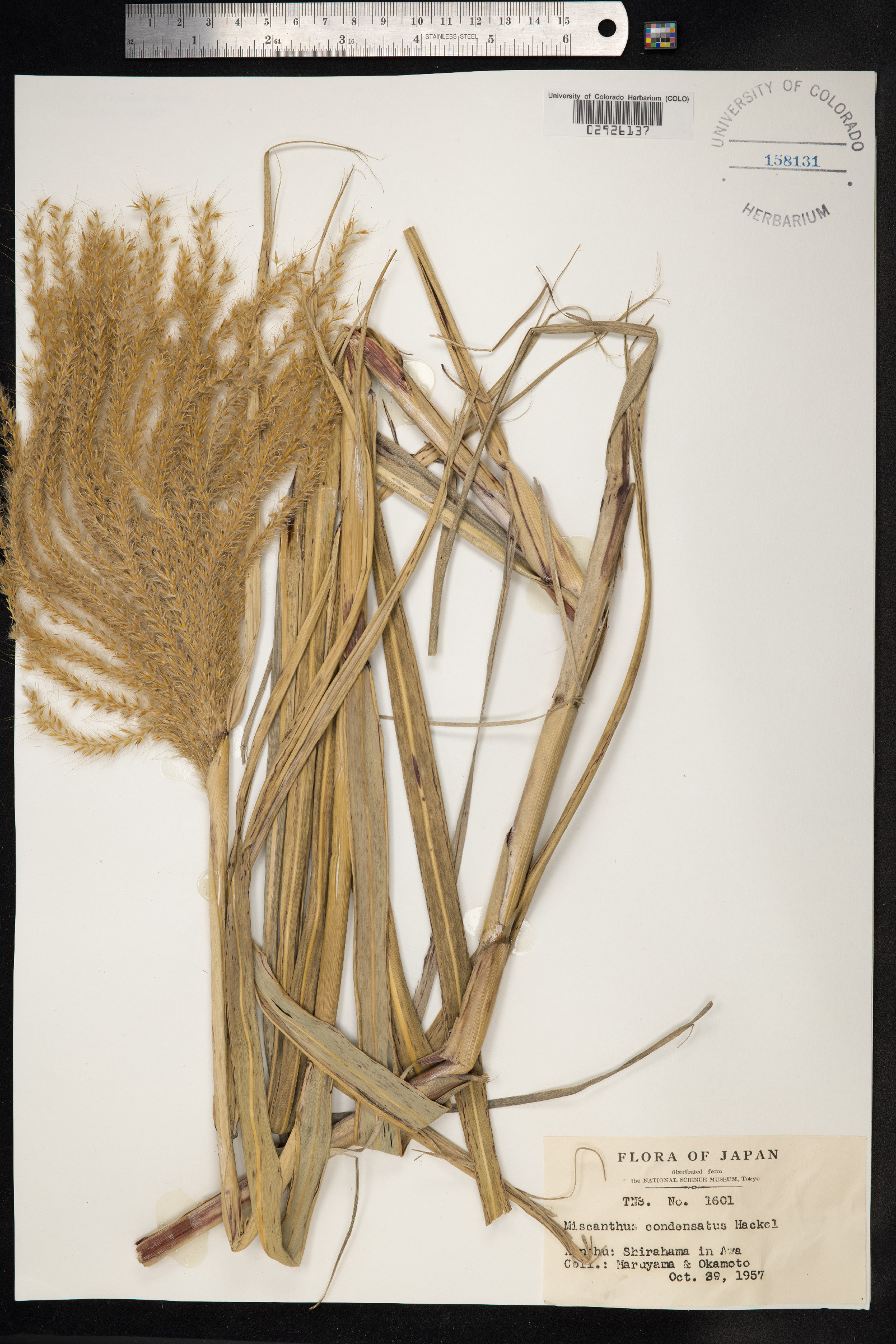 Miscanthus sinensis image