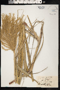 Miscanthus sinensis image