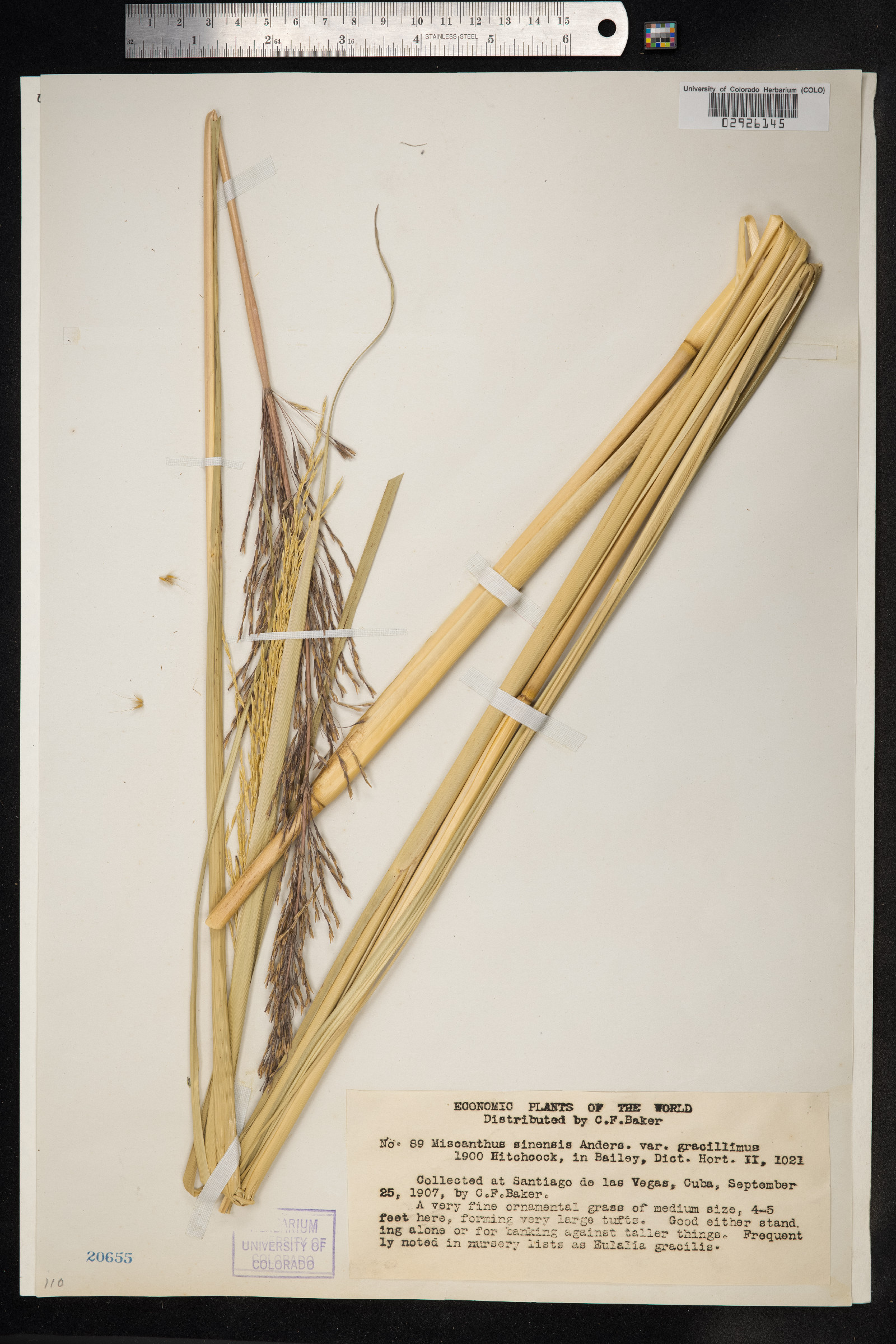 Miscanthus sinensis image