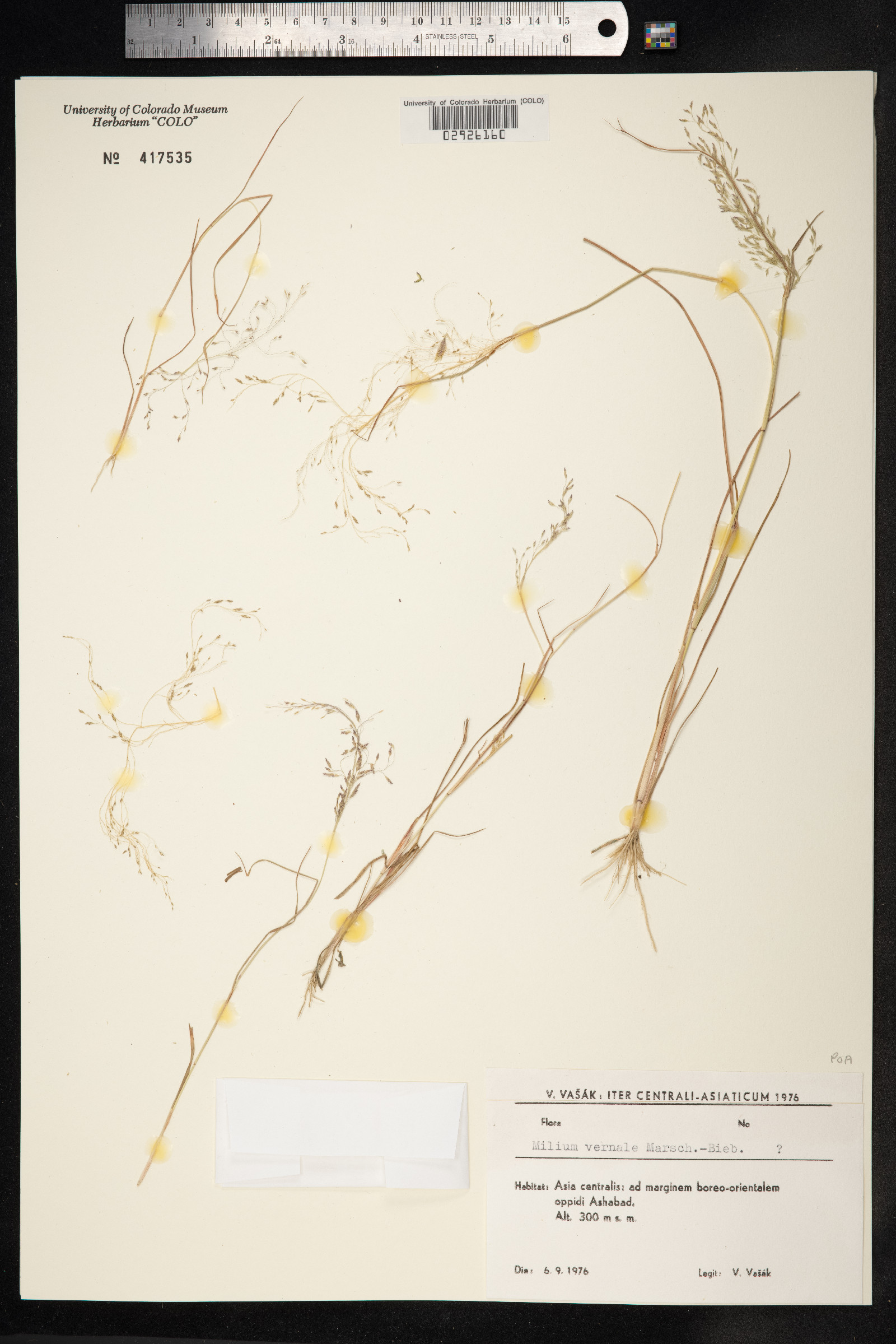 Milium vernale image