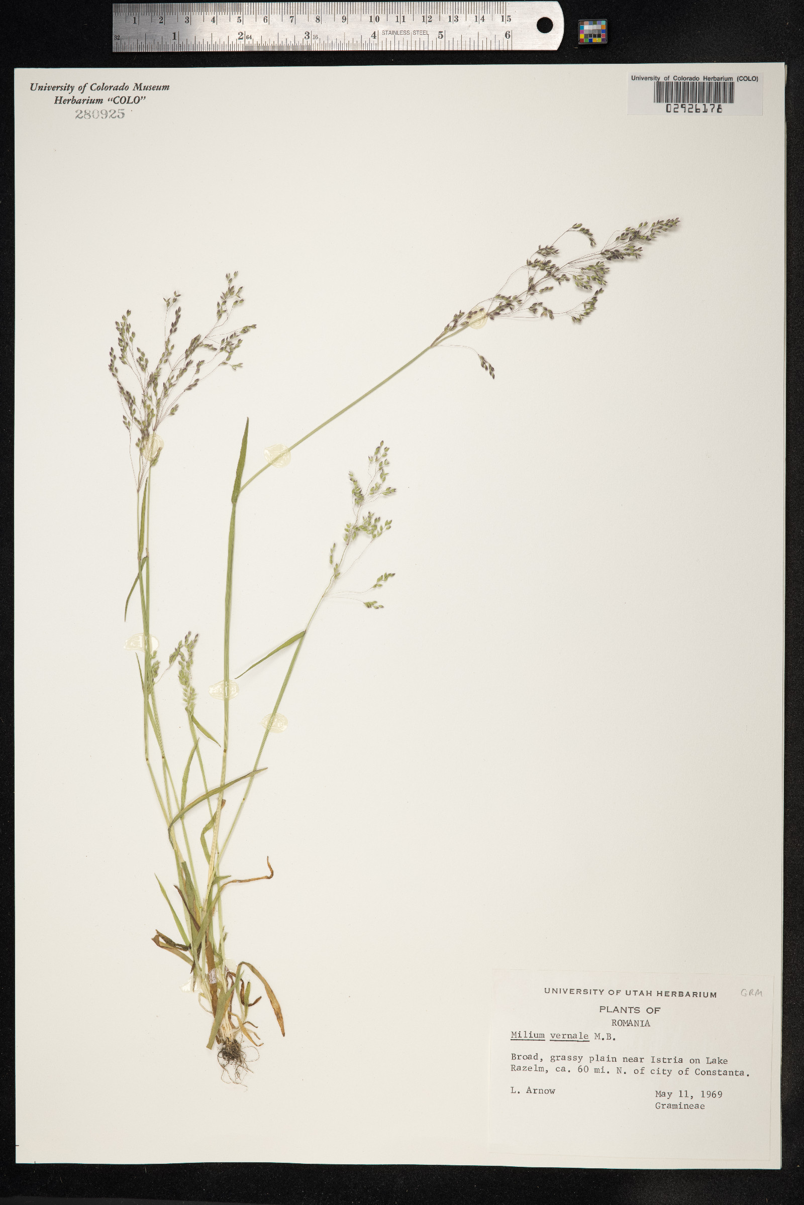 Milium vernale image