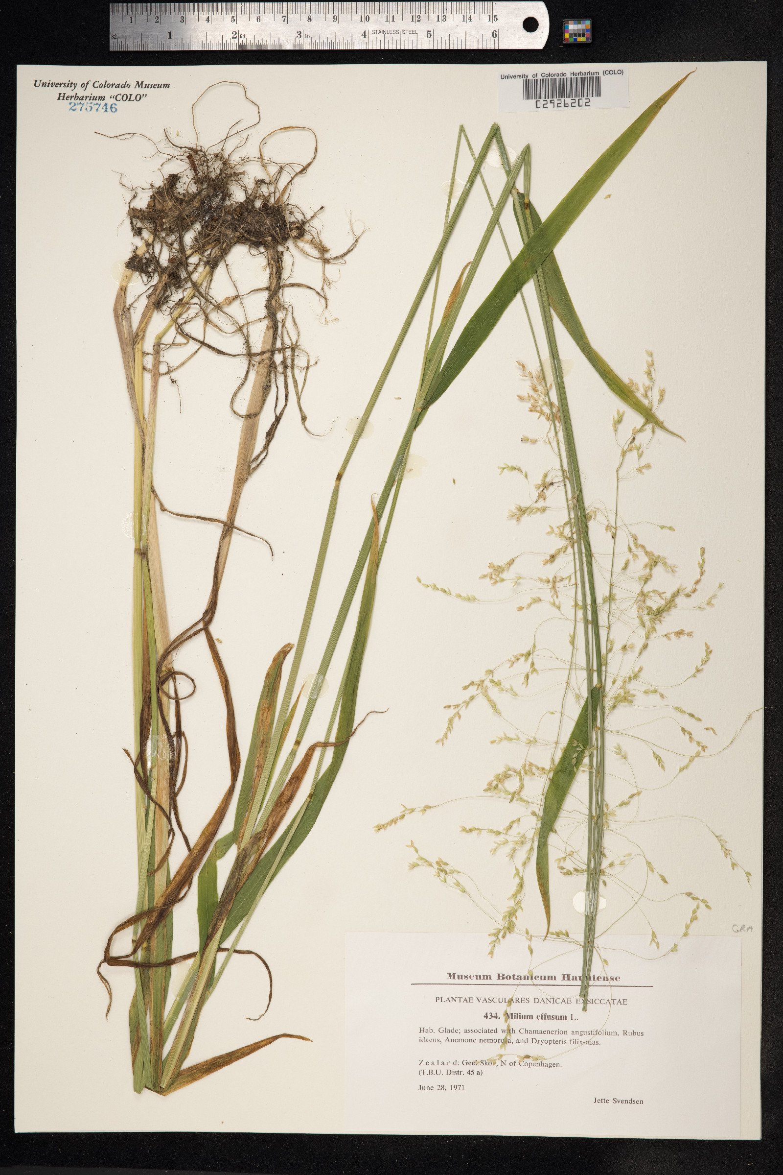 Milium effusum image