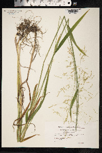 Milium effusum image