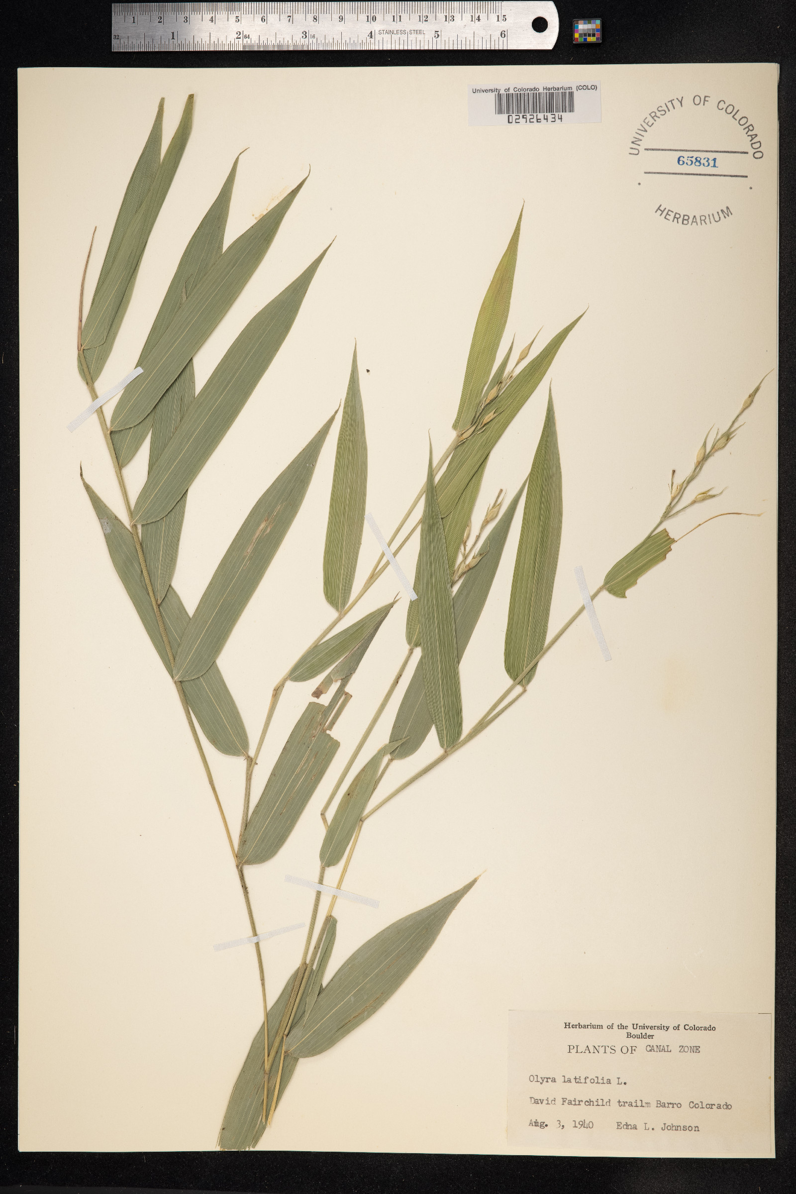 Olyra latifolia image