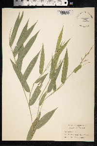 Olyra latifolia image