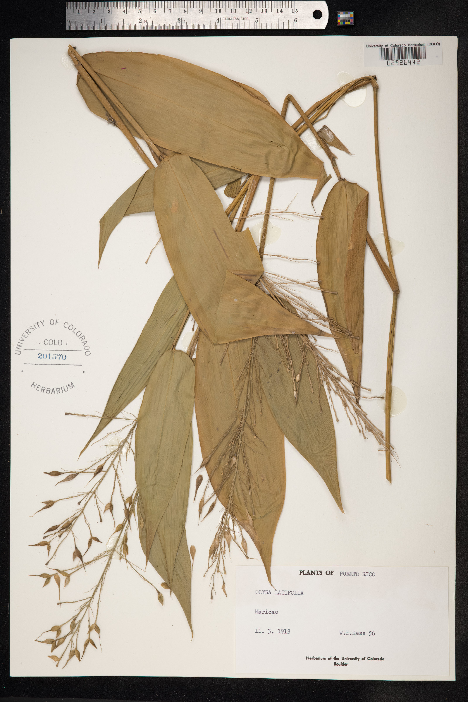Olyra latifolia image