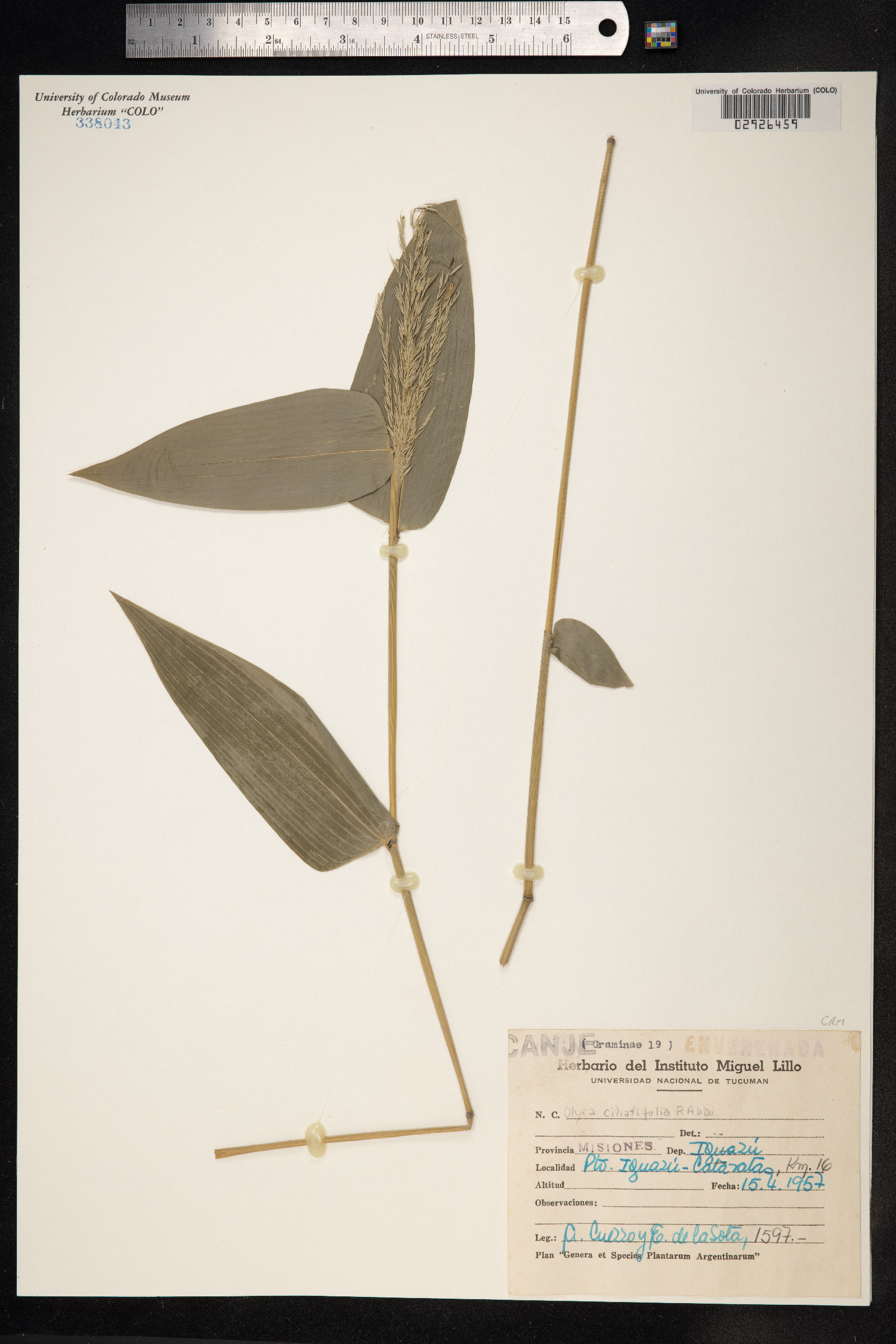 Olyra ciliatifolia image