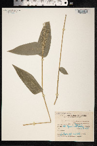 Image of Olyra ciliatifolia