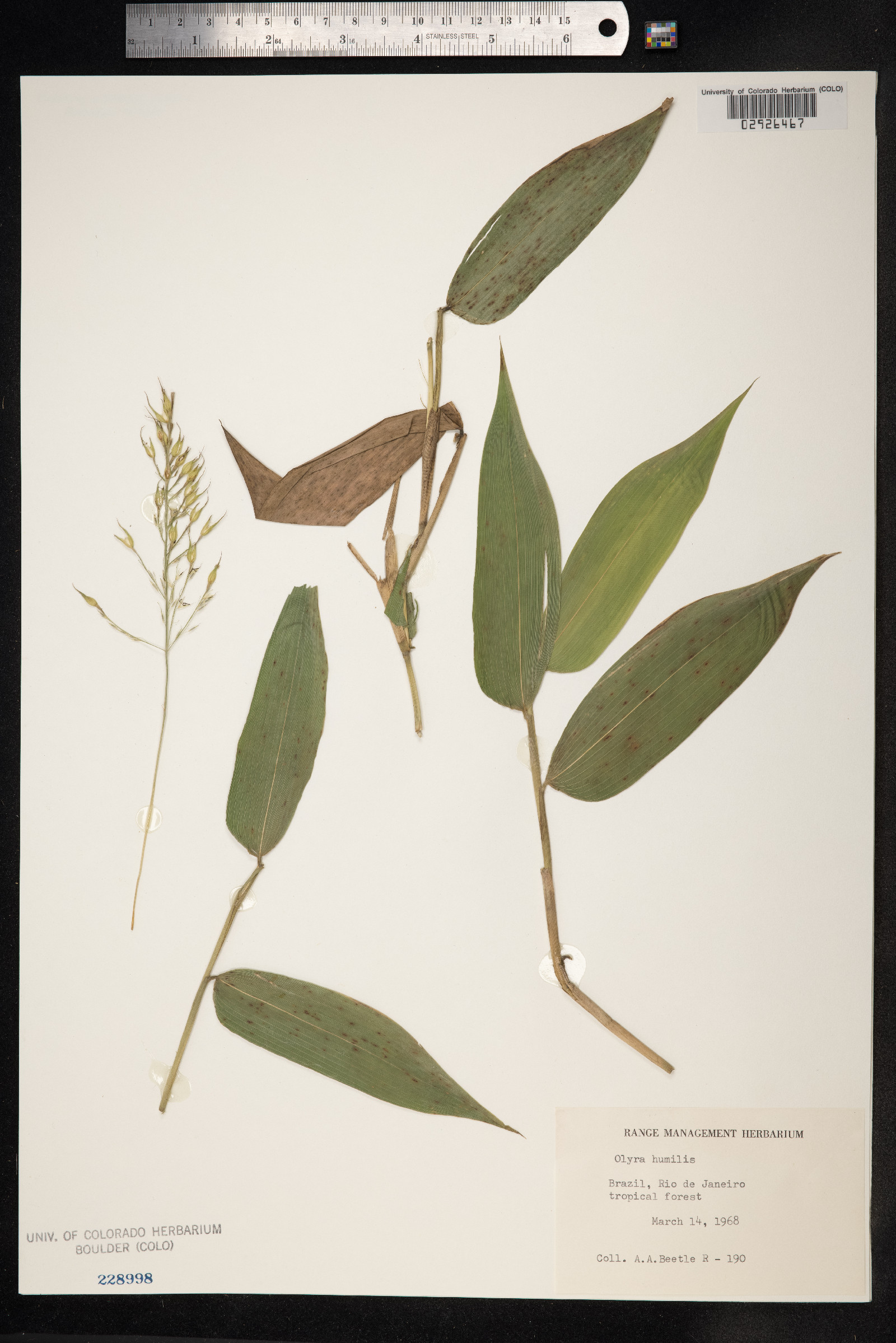 Olyra humilis image