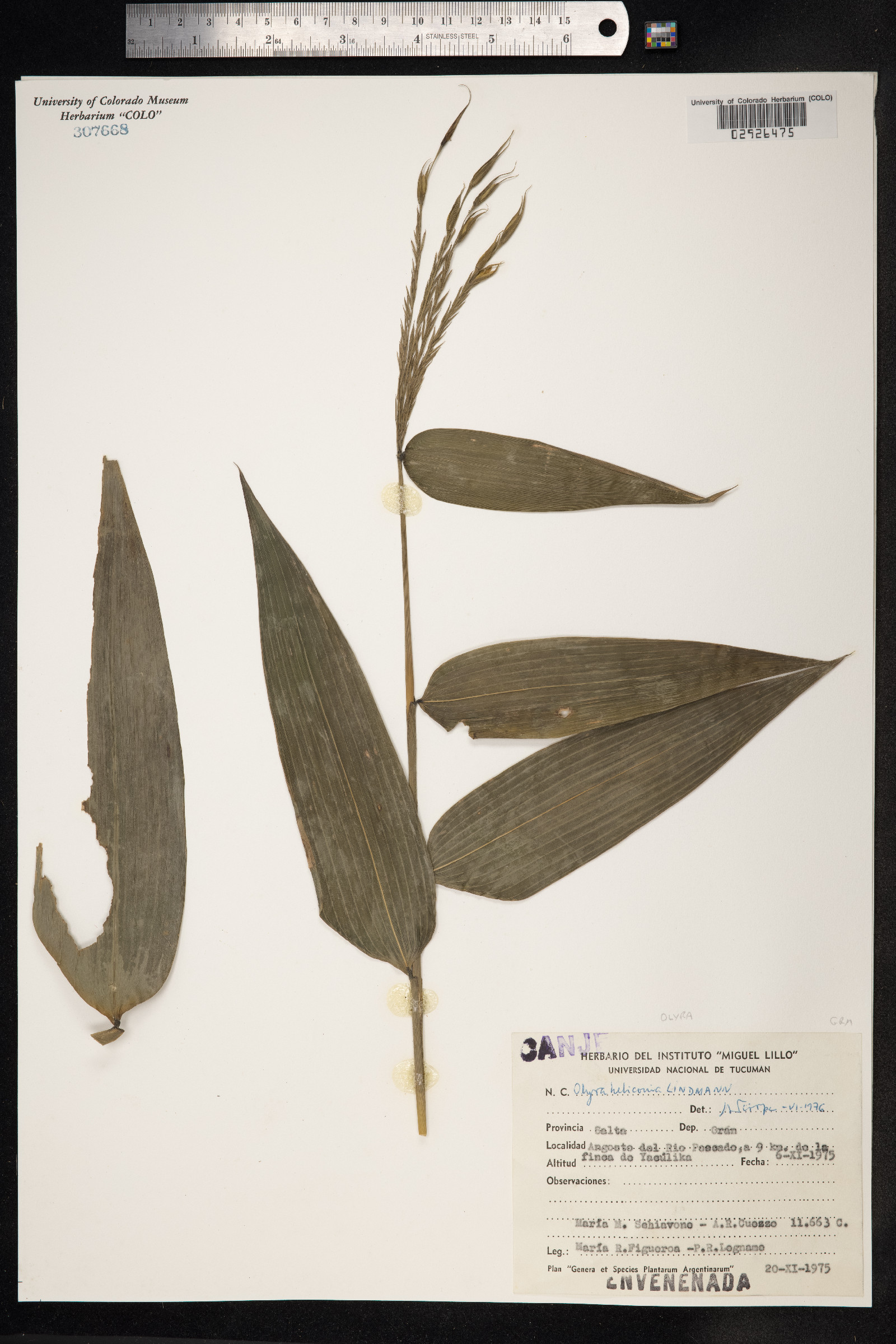 Olyra fasciculata image