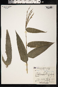 Image of Olyra fasciculata