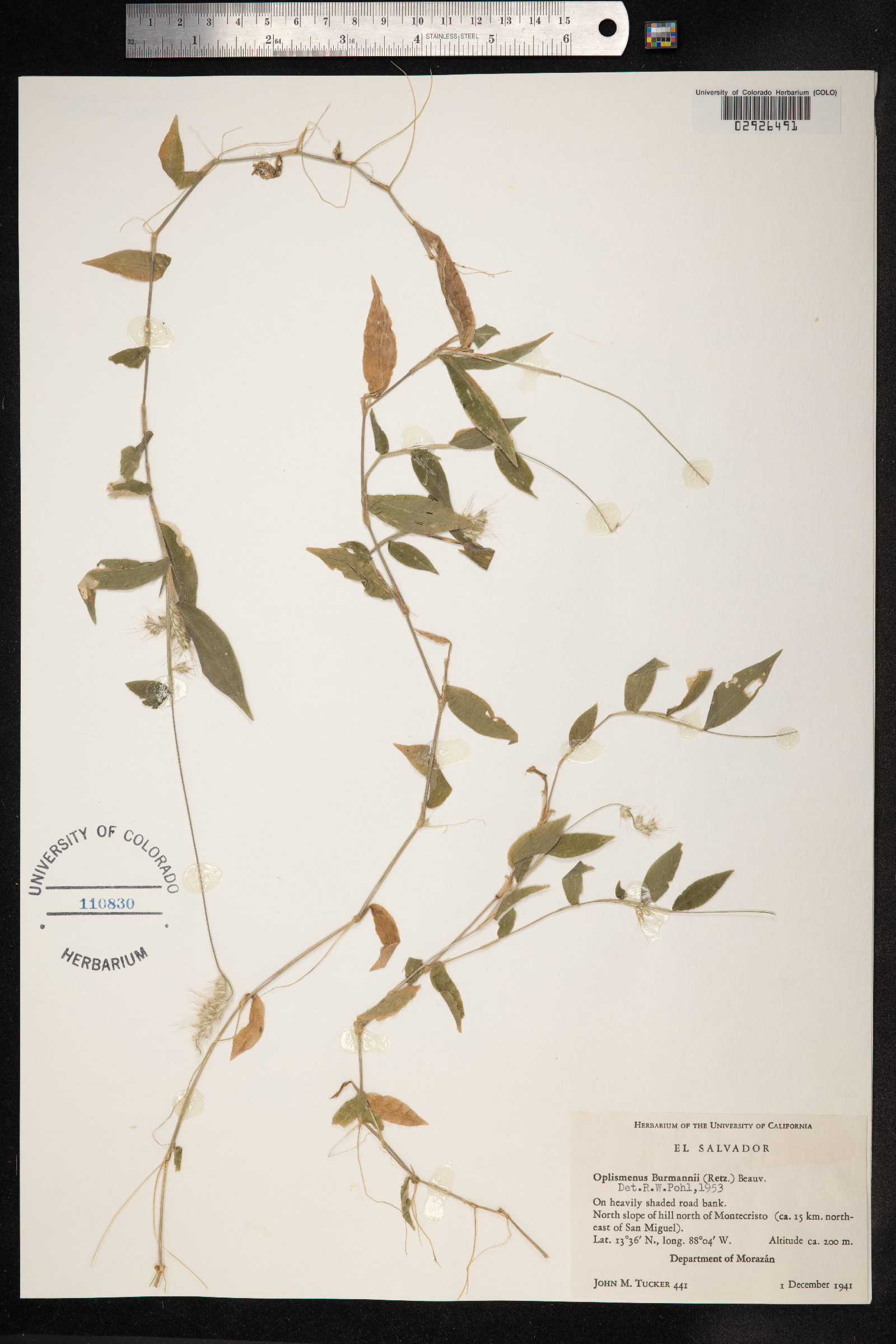 Oplismenus image