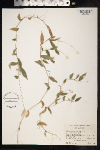 Oplismenus hirtellus image