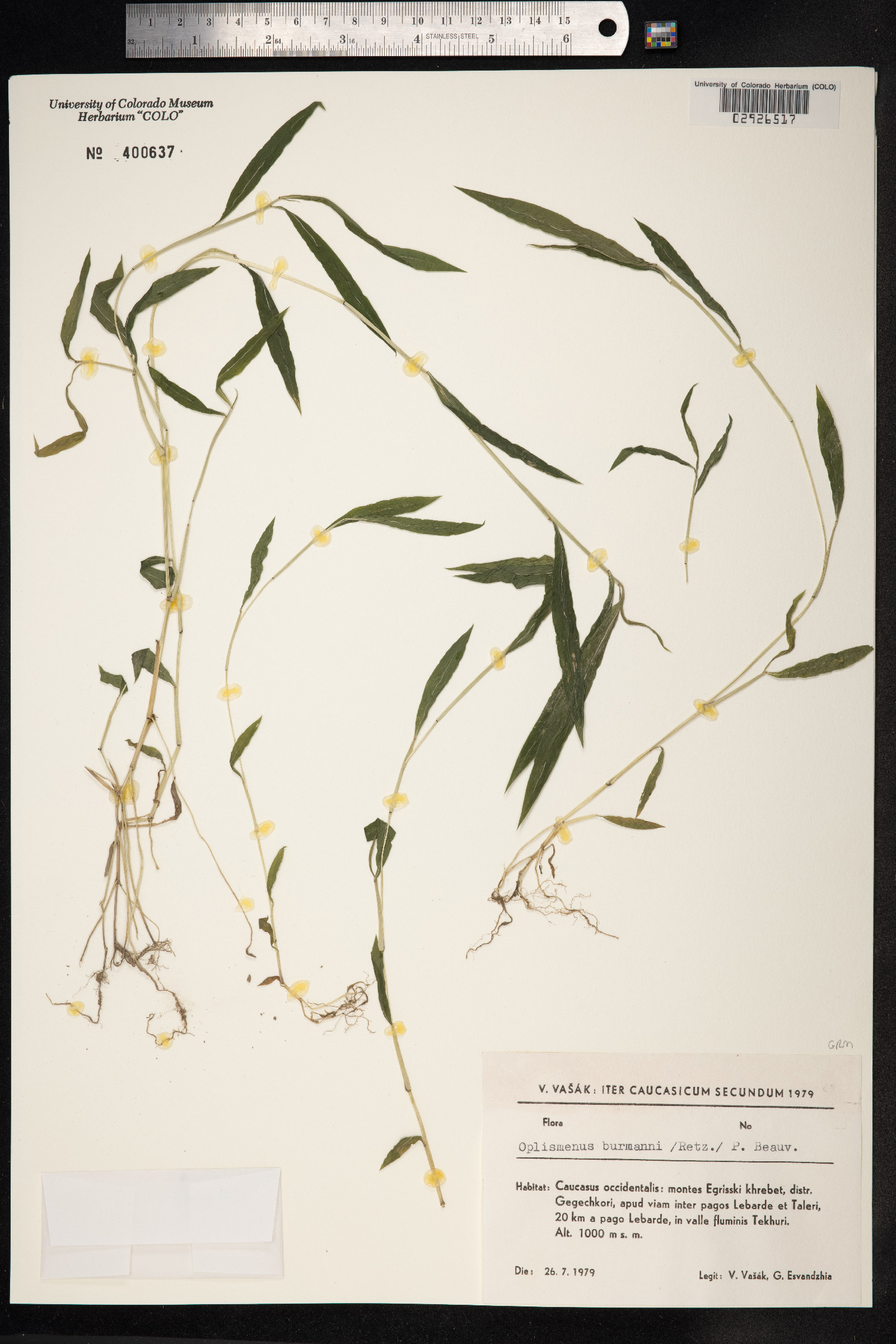Oplismenus hirtellus image