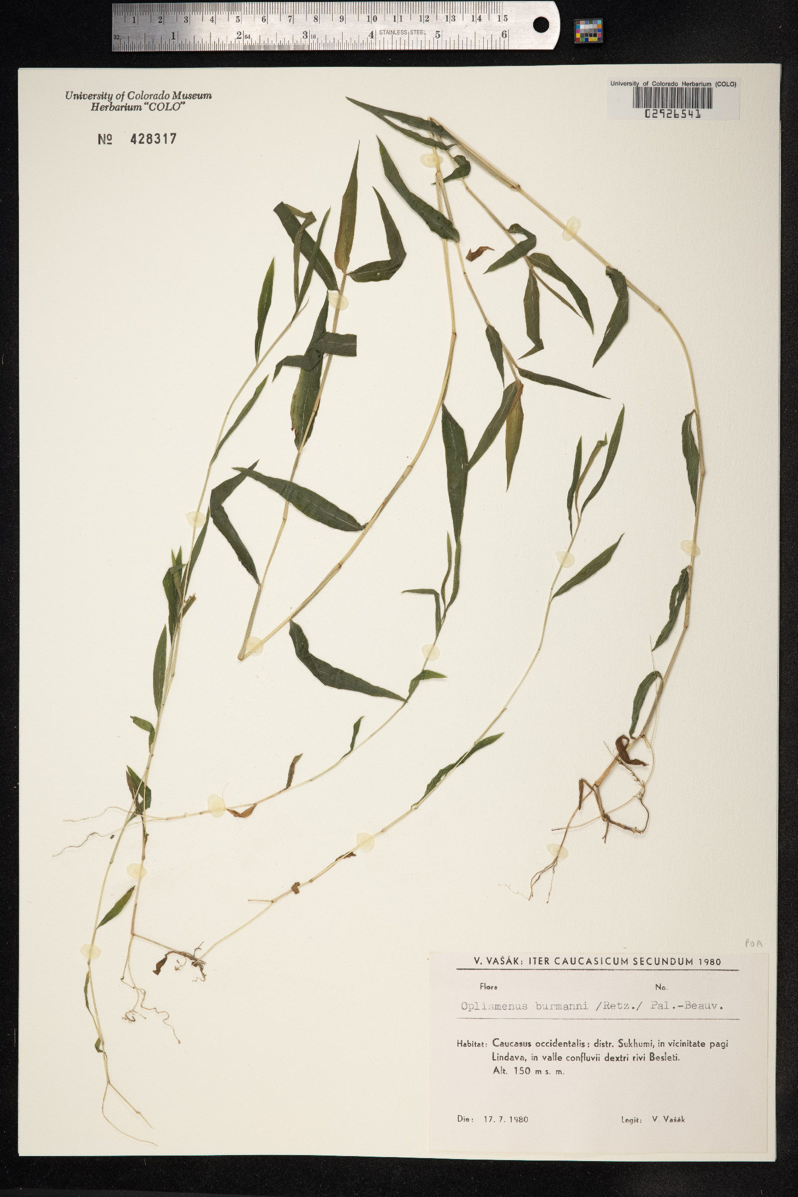 Oplismenus hirtellus image