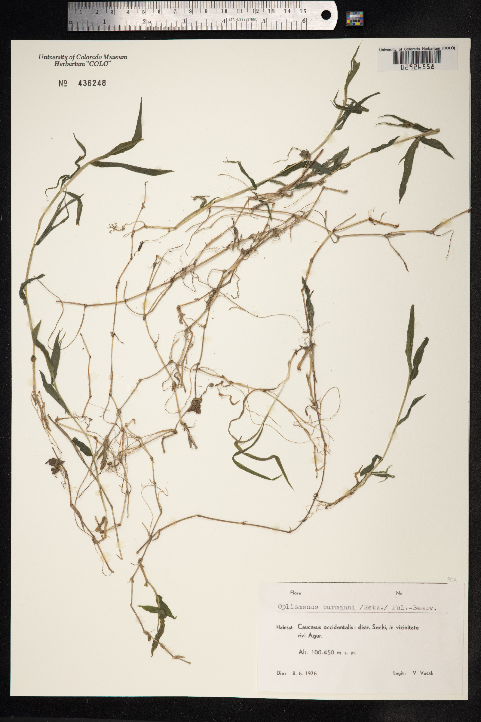 Oplismenus image