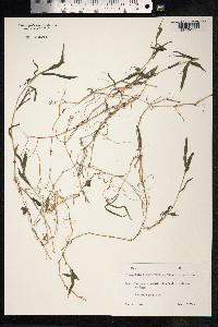 Oplismenus hirtellus image