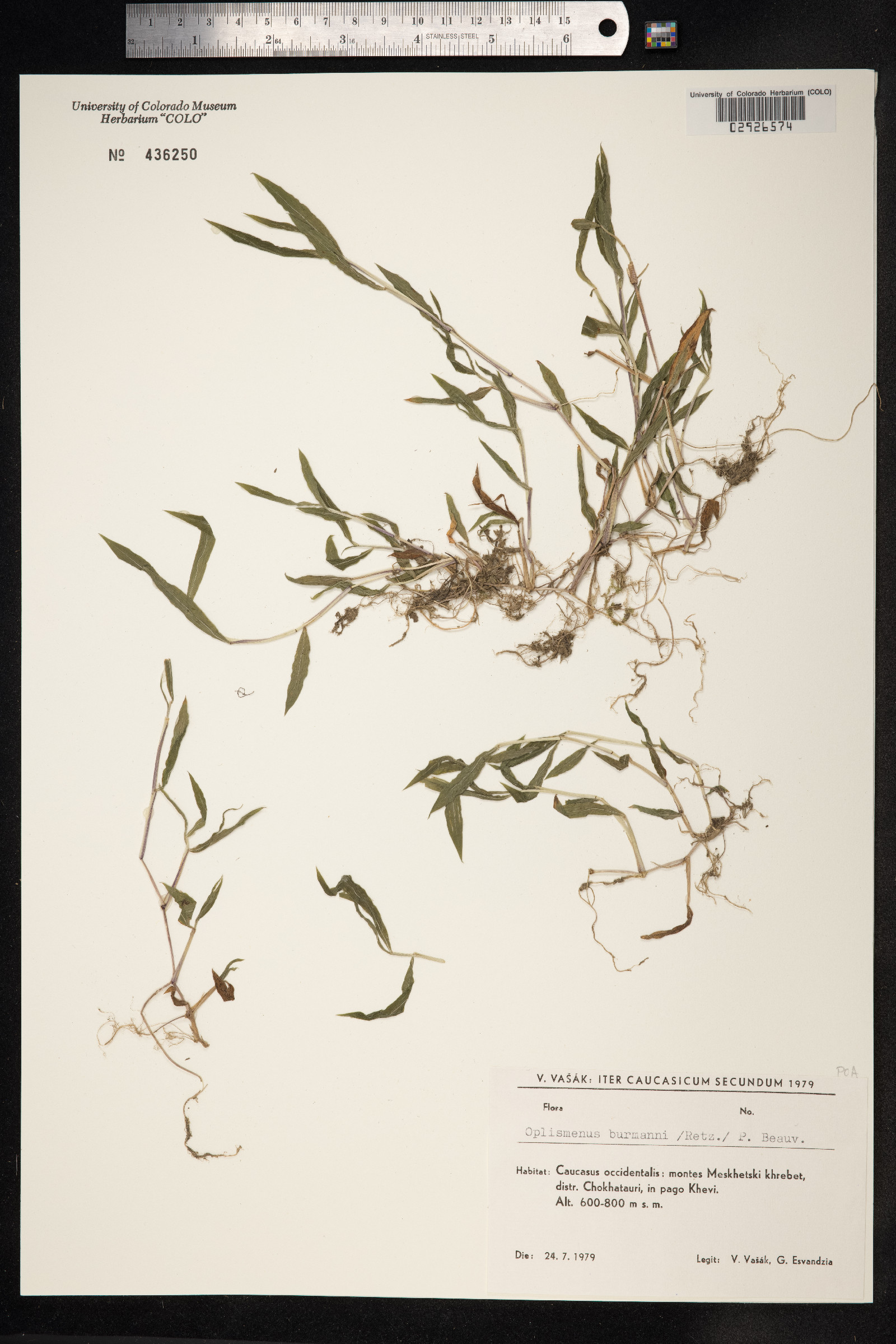 Oplismenus hirtellus image