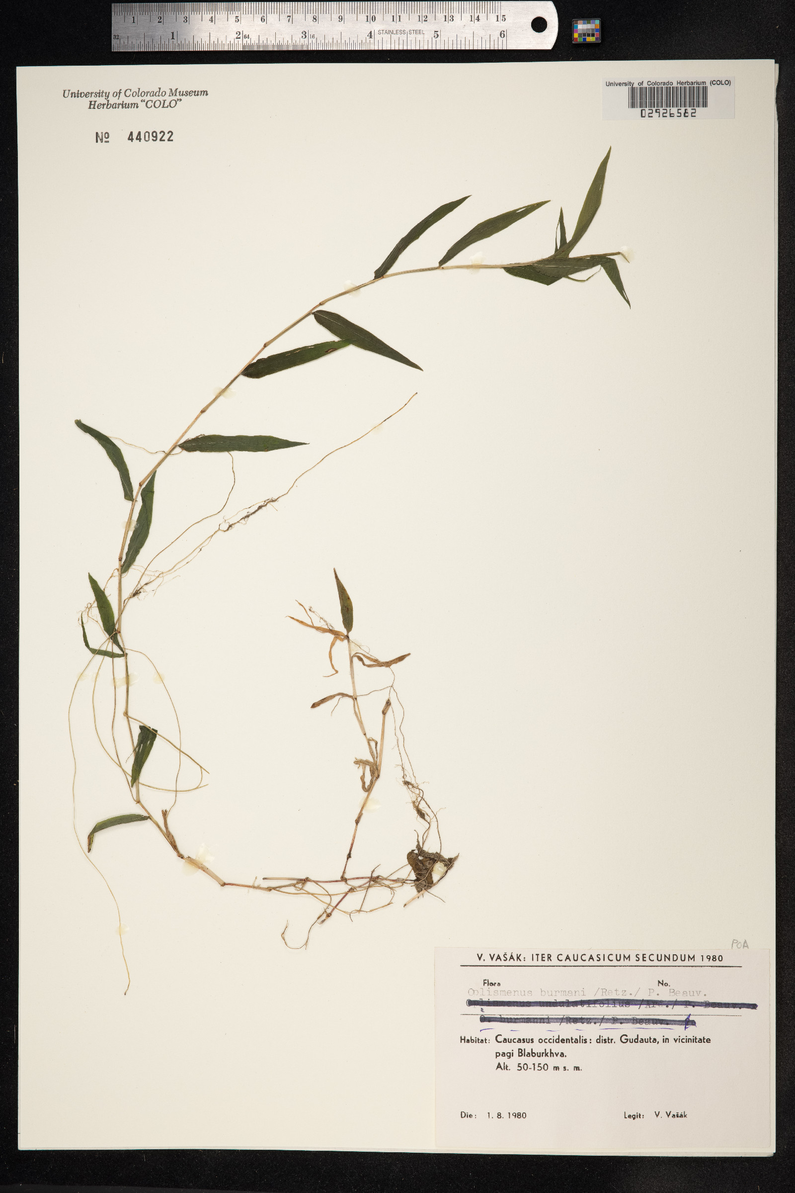 Oplismenus hirtellus image